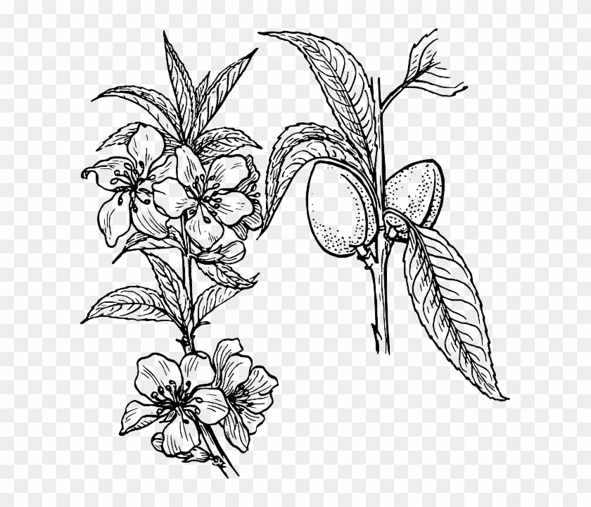 Outline Drawing Plants Tree Flower Flowers Free Public - Plant Drawing #1015738