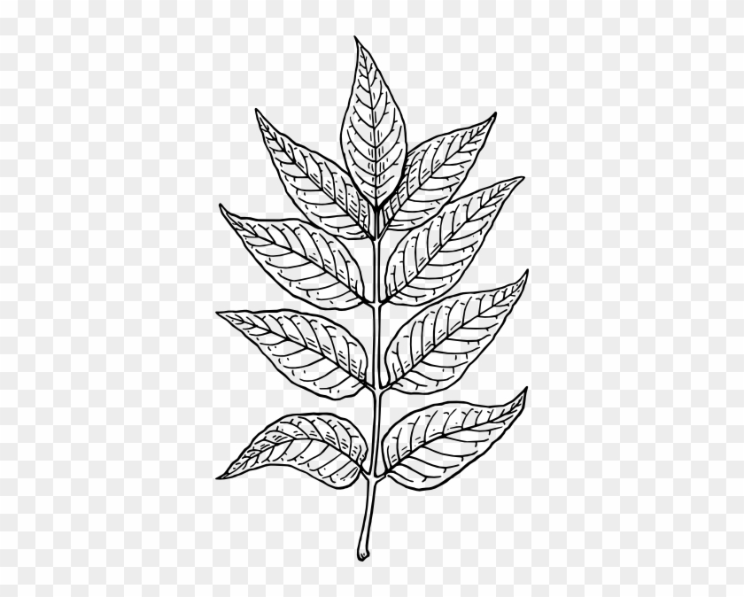 Ash Leaves Clip Art - Neem Tree Leaf Drawing #1015740