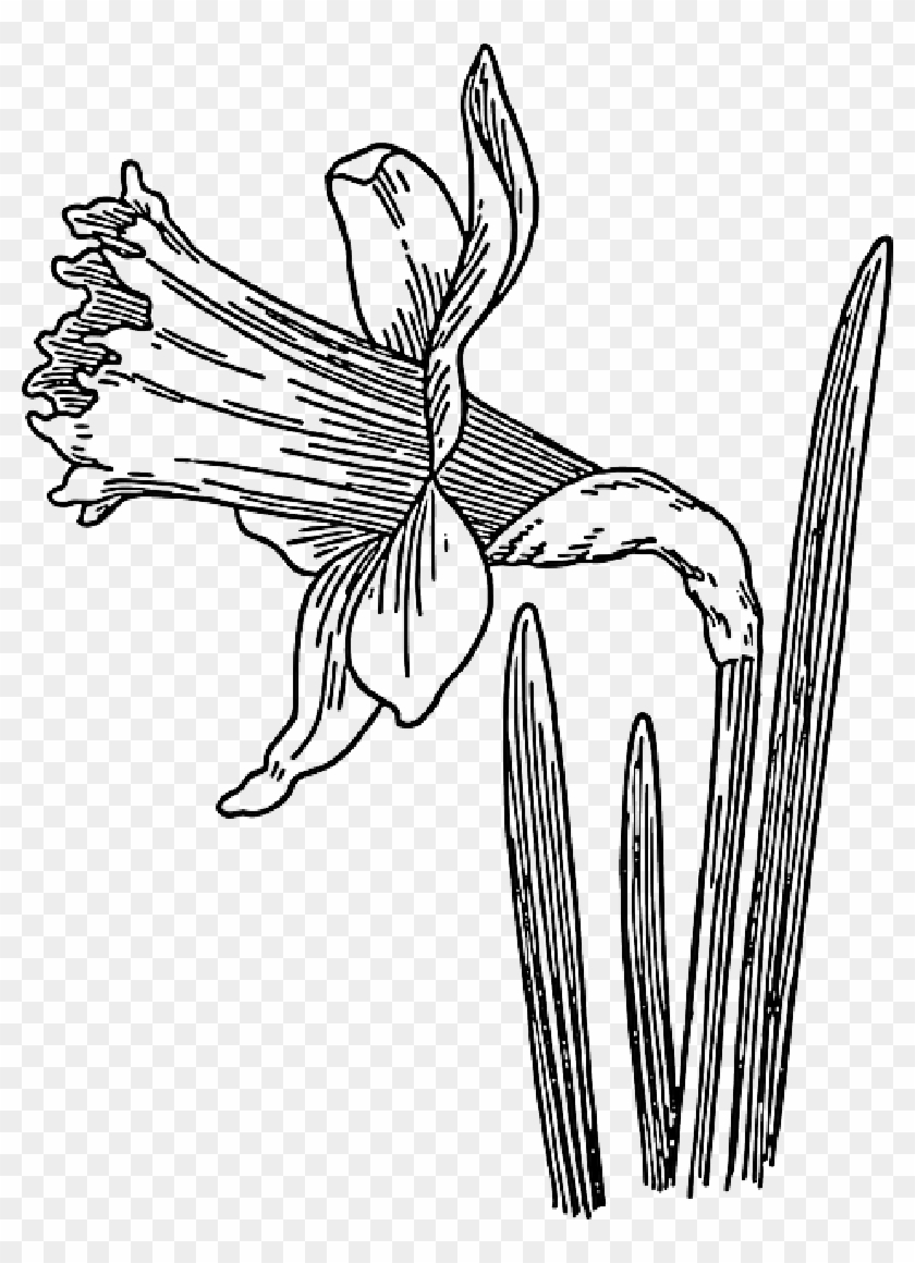 Black Outline Drawing Sketch Plants Flower White - Black And White Daffodil #1015741
