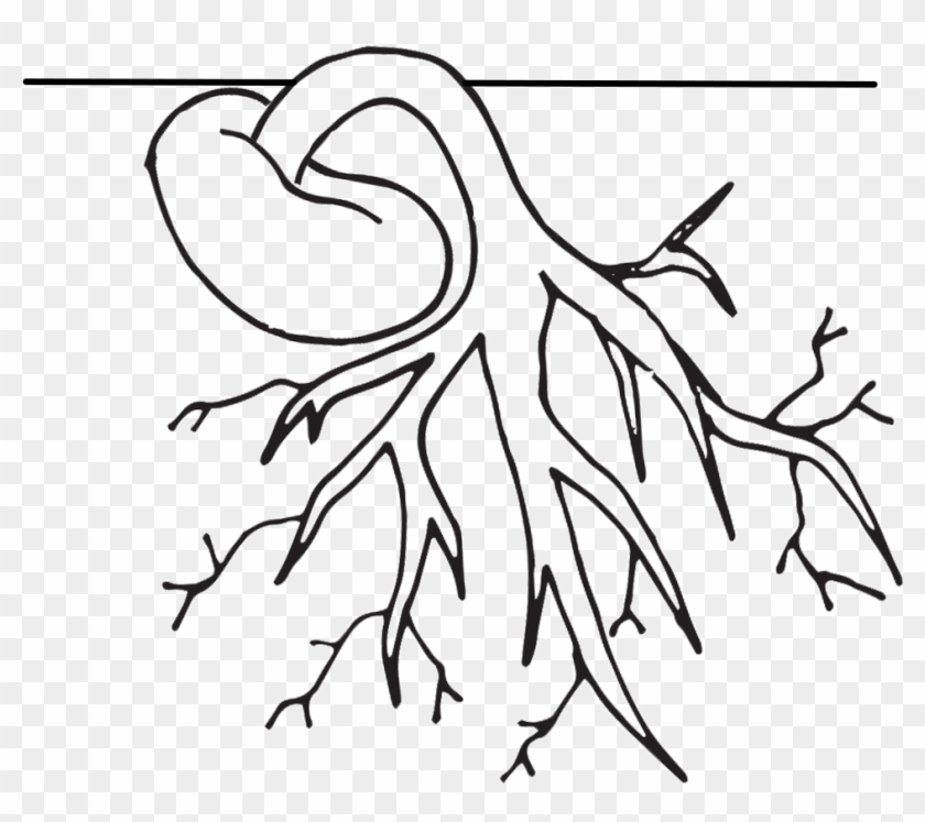 Coloring Pages Of Plant Life Cycle Many Interesting - Plant Life Cycle Clipart Black And White #1015742
