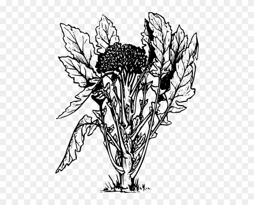 Broccoli Clip Art At Clker - Broccoli Plant Drawing #1015747