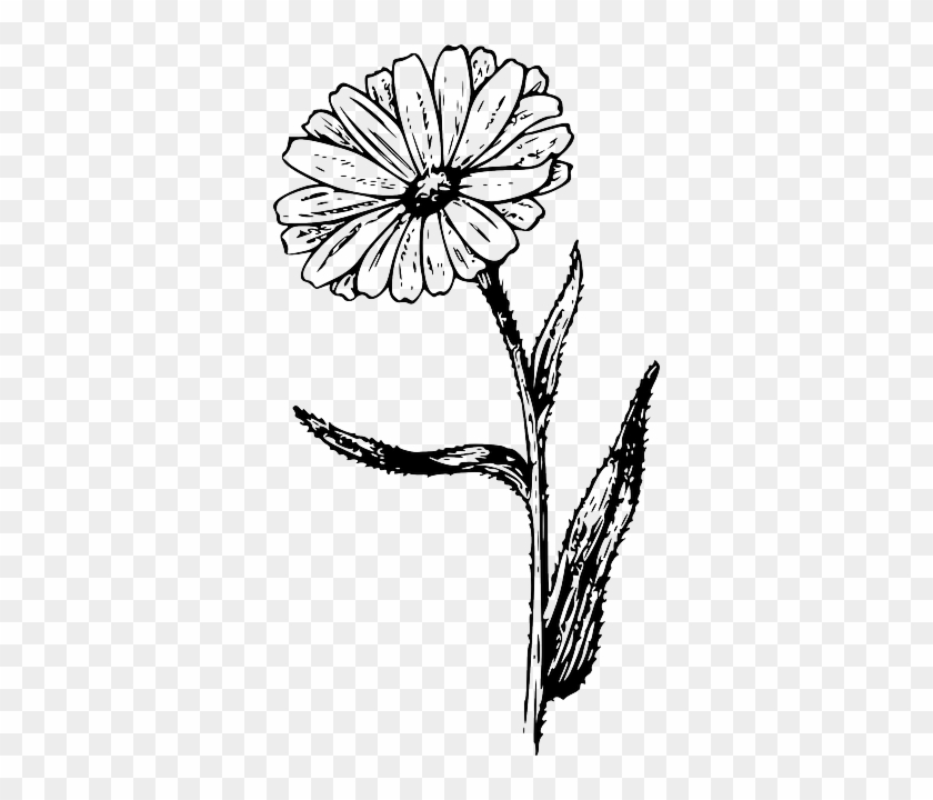 Drawing, Flower, Plant, Garden, Nature, Tattoo - Calendula Vintage Look 6 X Ceramic Tile Backsplash #1015752