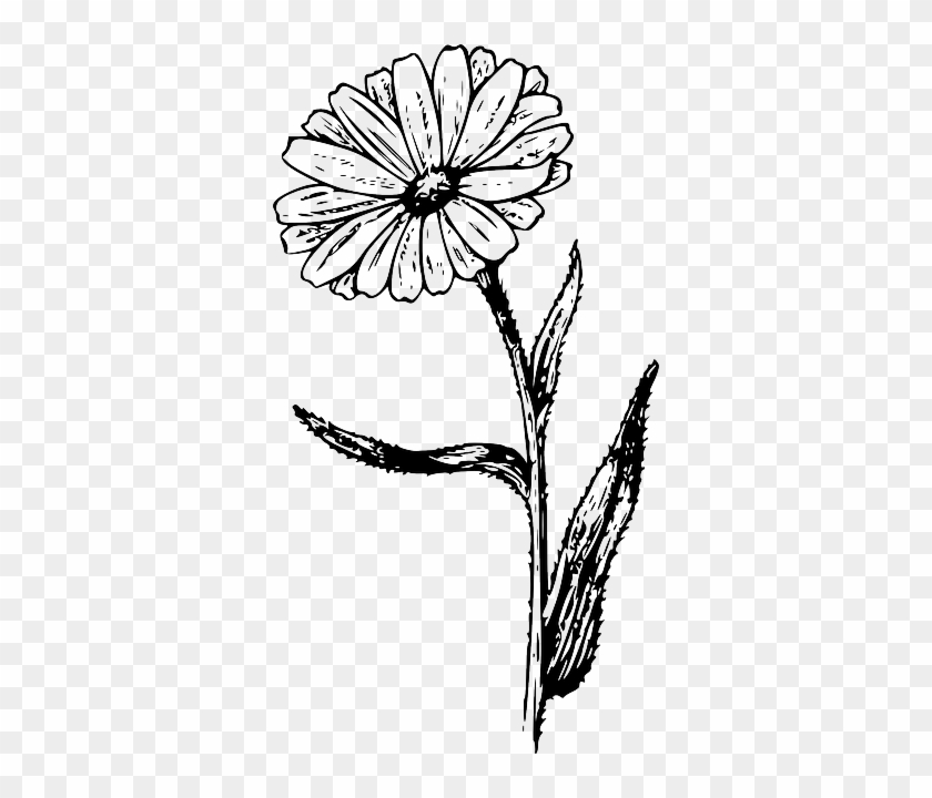Calendula Flower Art Board Print for Sale by JRoseDesign  Redbubble