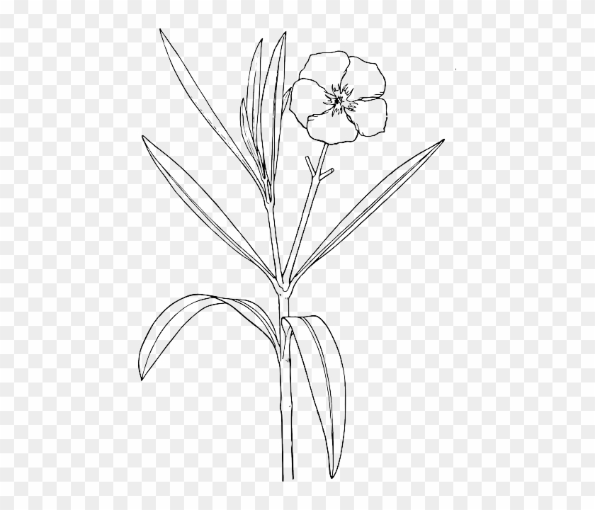 Flower, White, Plant, Bush, Oleander, Shrub - Red Oleander Flower Diagram #1015760