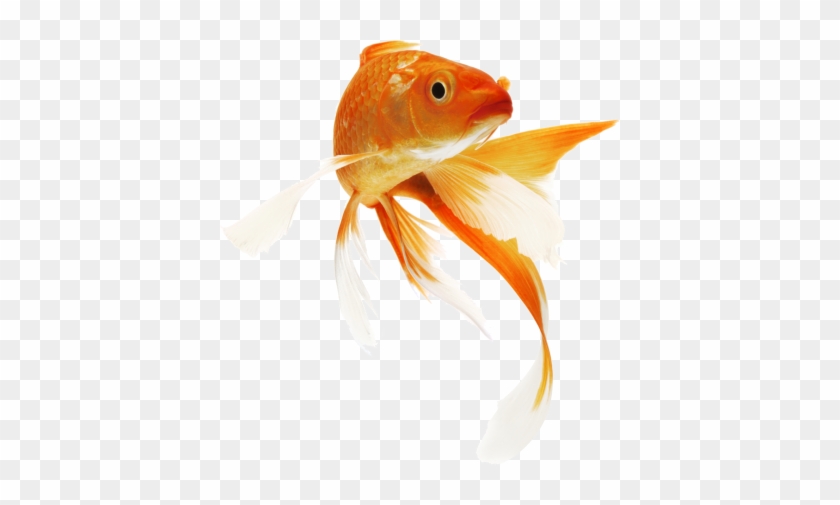 Fish Clipart Icon Png Images - Goldfish Png #1015795
