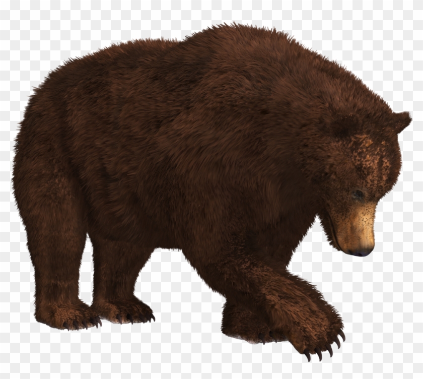 Bear Png - Brown Bear Png #1015798