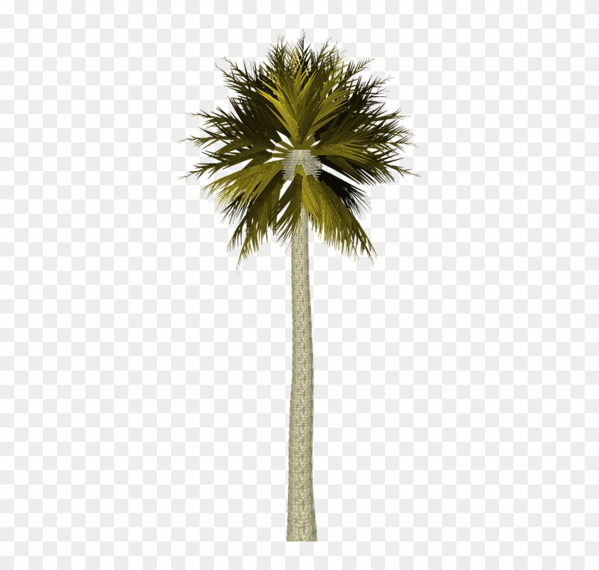 Com, The Ocean, Palm Trees, Sand, Xz-48 - Palm Tree For Photoshop #1015865