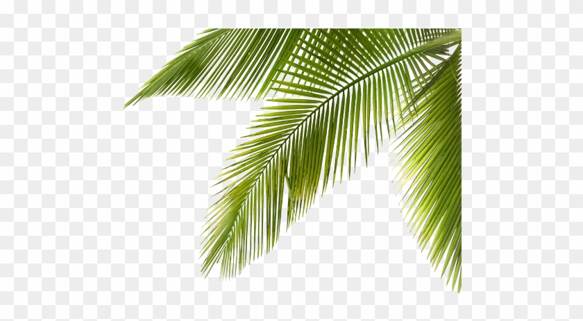 Find Your Endless Dreamy Destination Where The Charming - Coconut Tree Branch Png #1015882