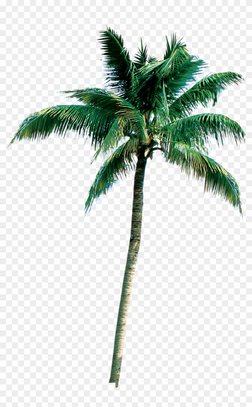 [coqueiro3 ] - Photoshop Palm Tree 3d Png #1015929