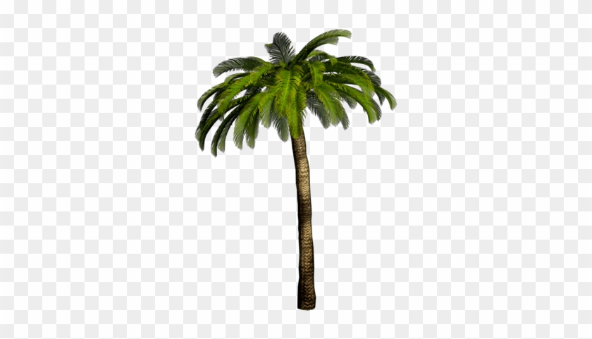/ Pixels, Palm Trees On The Beach - Palm Png #1015930