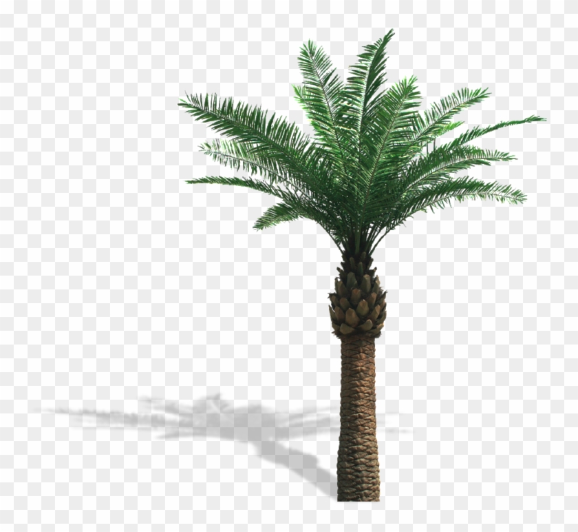 Palm Trees - Artificial Palm Tree Png #1015931