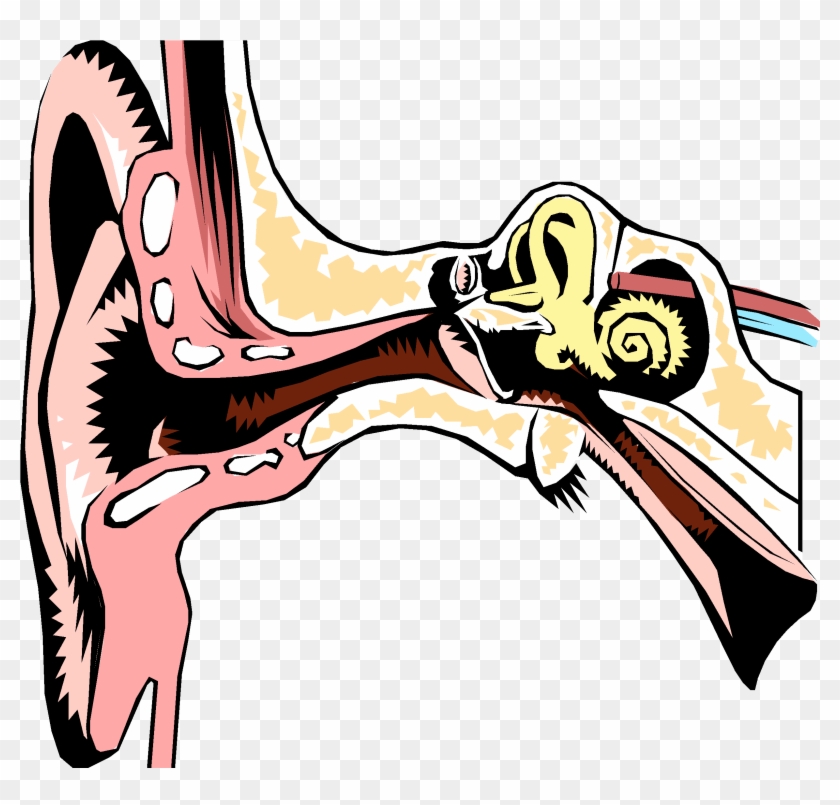 In The Interest Of Safety And To Make Sure Irrigation - Organ Of Hearing And Balance #1015966