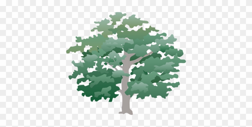 Ian Symbol Quercus Alba - School #1015970