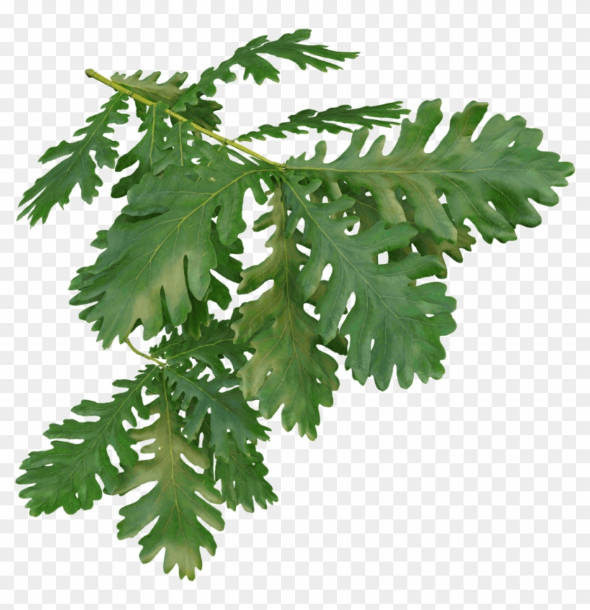 Hungarian Oak - Oak #1015975