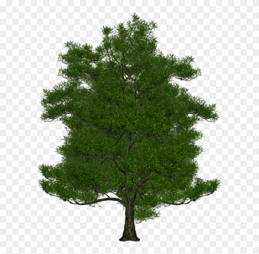 سكرابز ورود ،احجار اشجار متنوعه للتصميم 3dlat - Tree #1015976