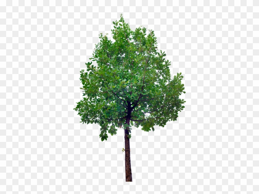 Oak Tree Cutout - Tree Stock #1015981
