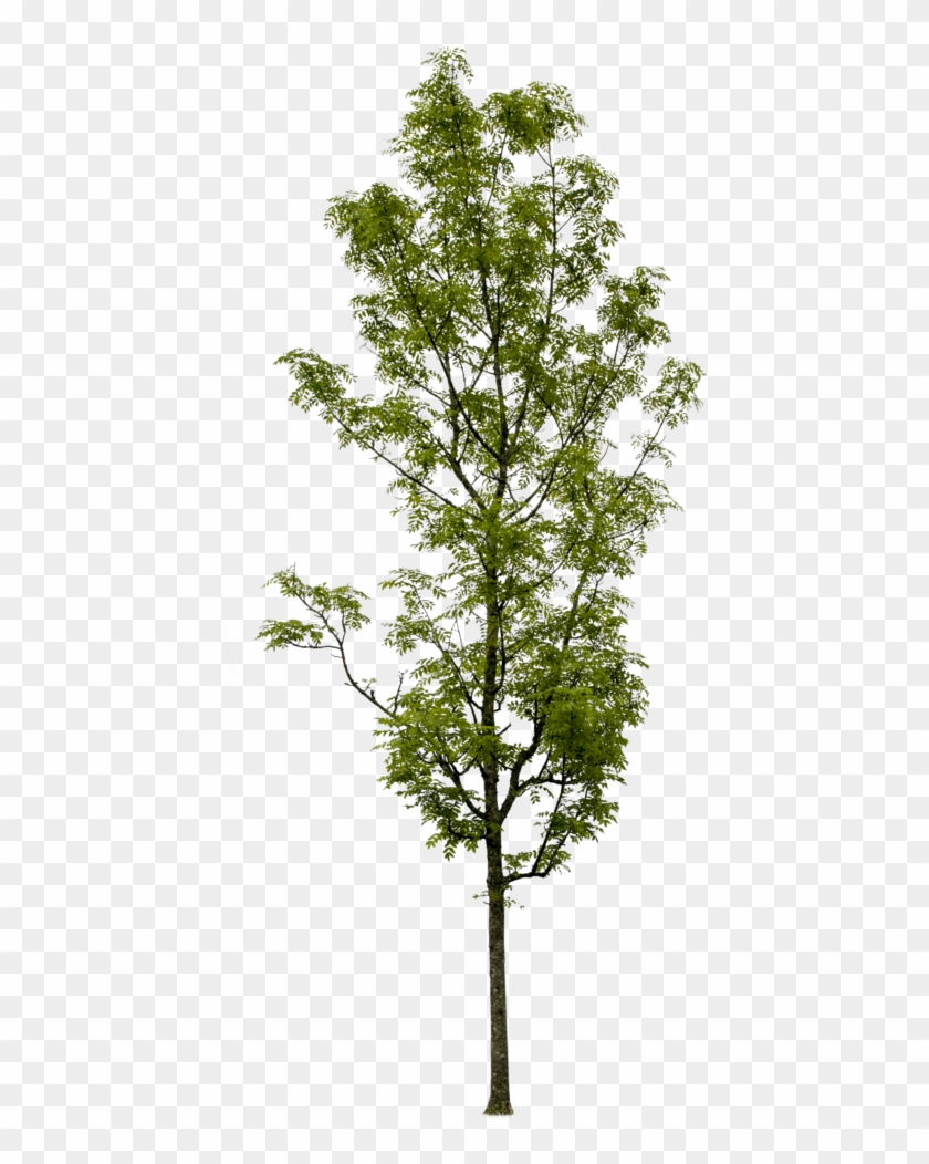 Fraxinus Excelsior - Fraxinus Excelsior Png #1015982