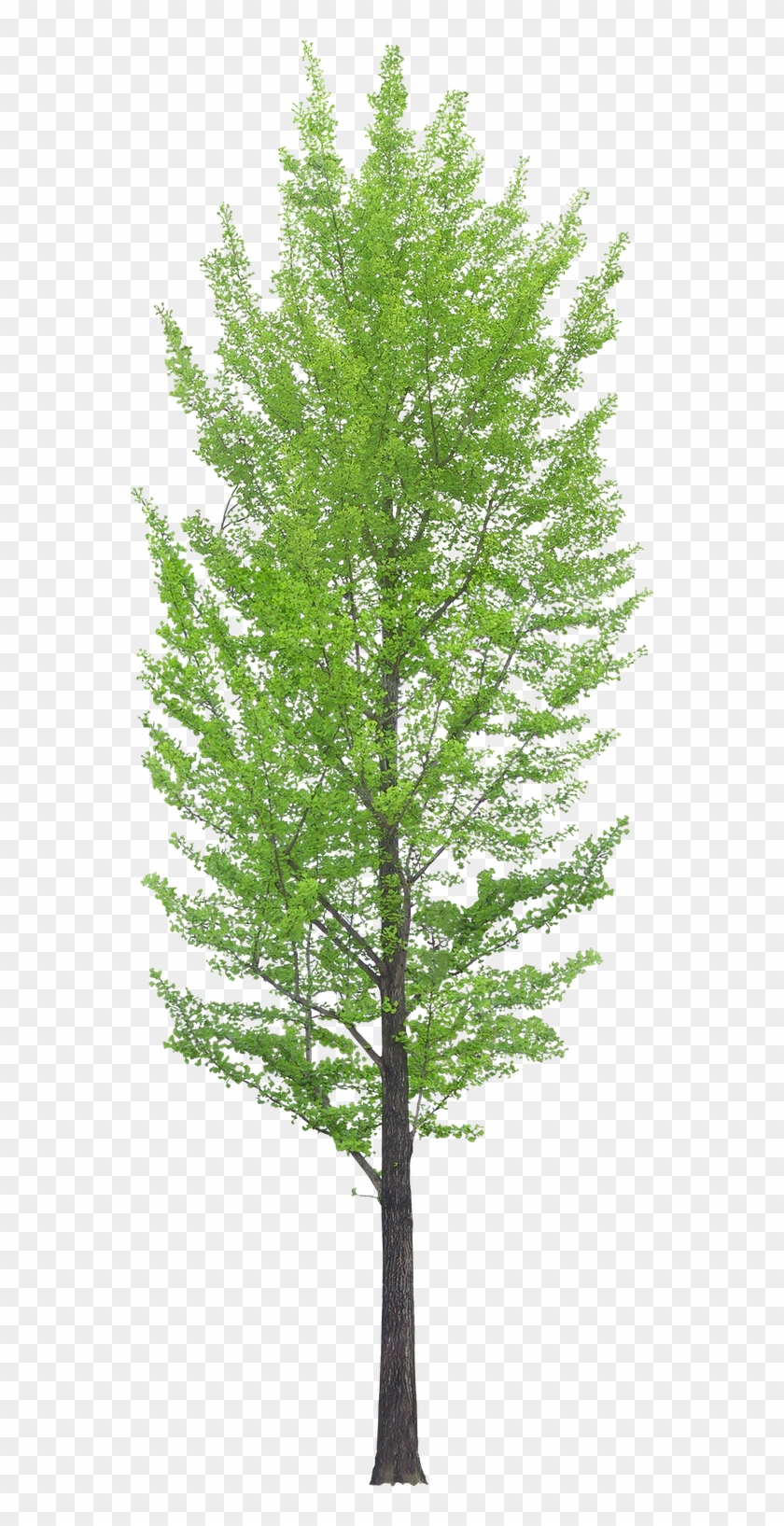 Oak Tree Transparent Background For Kids - Ginkgo Tree Png #1015983