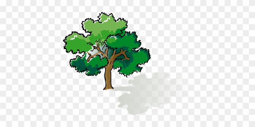 Oak Color Plant Tree Ecology Environment N - Tree Shade Clipart #1015994
