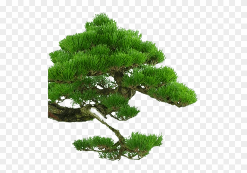 Shortstraw Pine #1015997