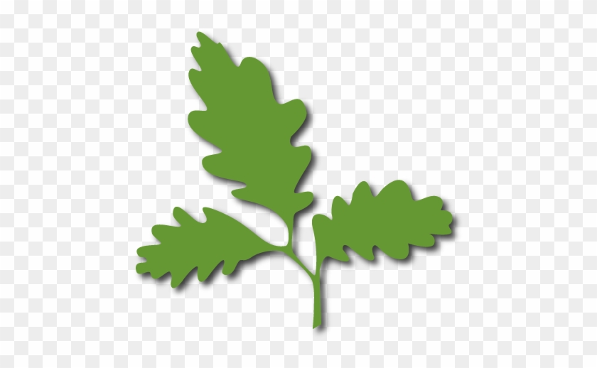 Oak Leaves - Jack Pine #1016005