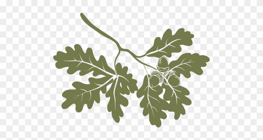 Search - Oak Branches Vector #1016007