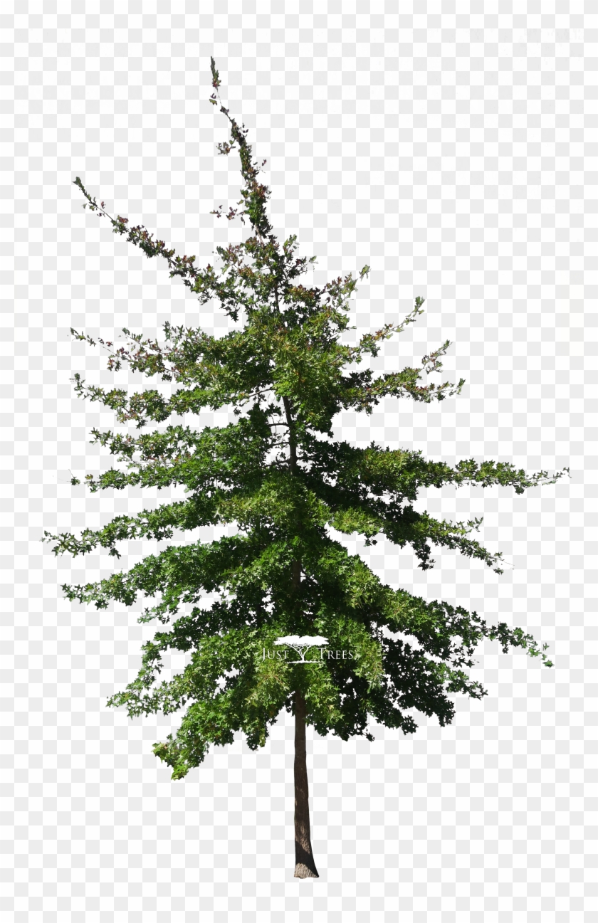 Quercus Palustris - Colorado Spruce #1016018