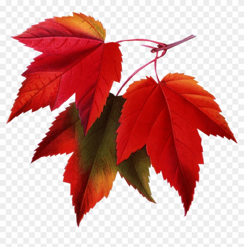 Autumn Leaves - Maple Shade Mansion Brockway #1016149