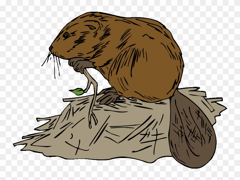 Beavers - Beaver And Dam Clipart #1016367