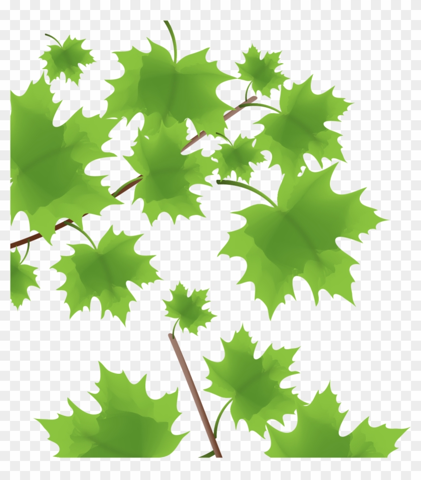 Green Maple Leaf - Maple Leaf #1016476