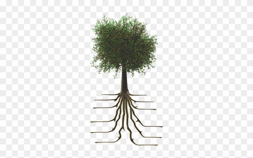 Tree With Roots - Tree Growing Gif Animation #1016553