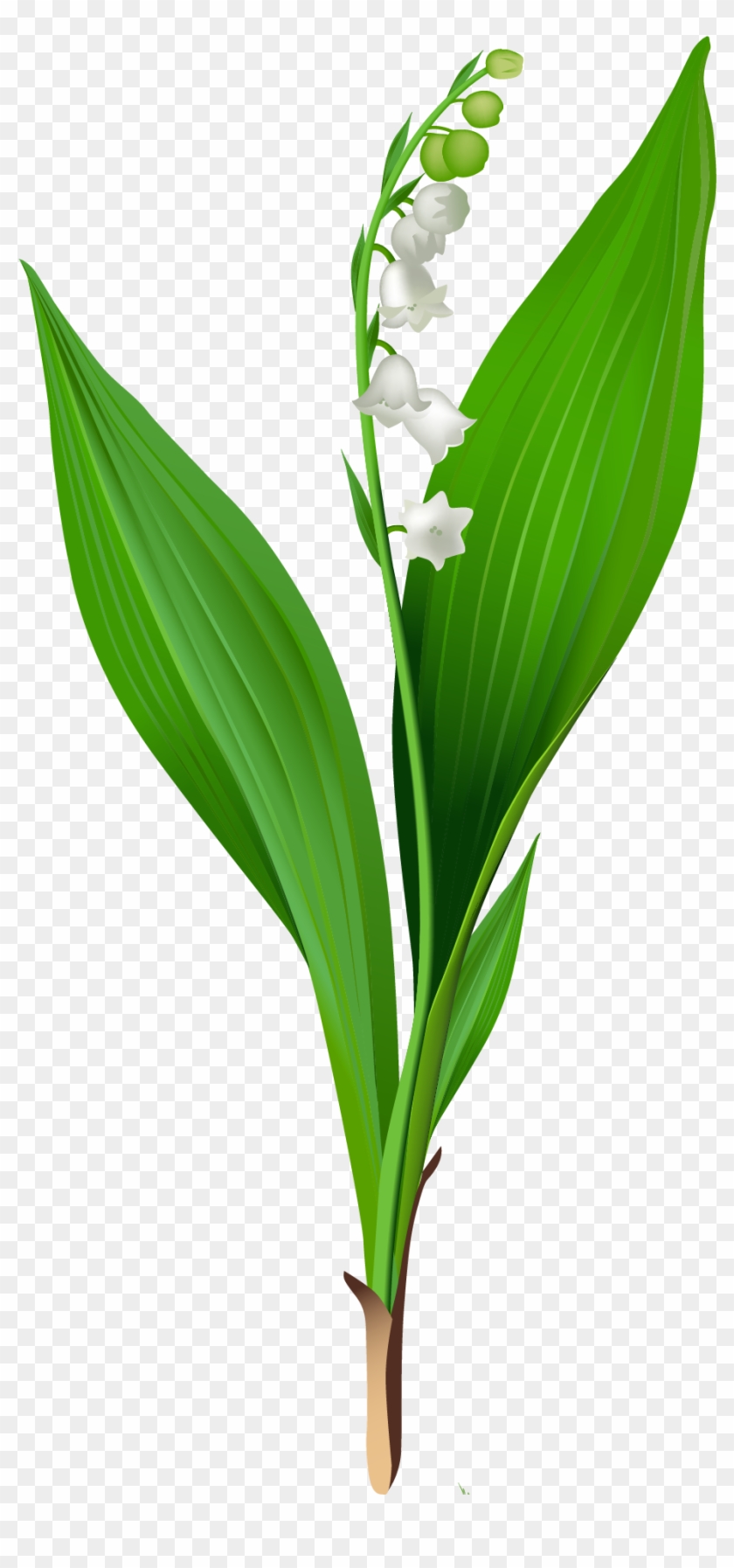 Spring Lily Of The Valley Png Clipartu200b Gallery - Lily Of The Valley Png #1016596