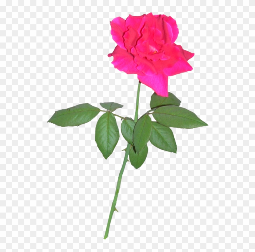Pink Rose 04 By Clipartcotttage - Blue #1016792
