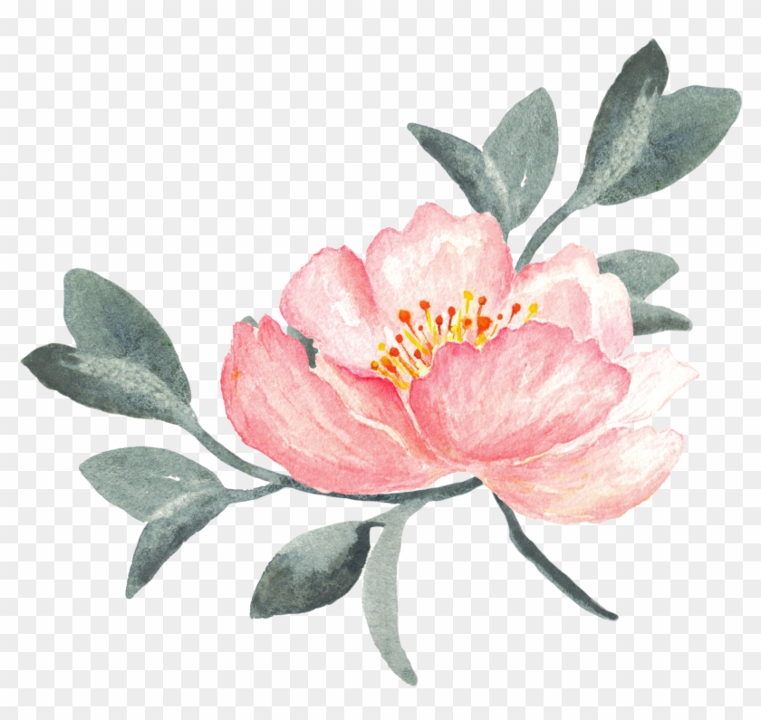 Peony Clipart Swag - Rosa Aquarell-pfingstrosen Mit Gold Danken Ihnen Karte #1016833