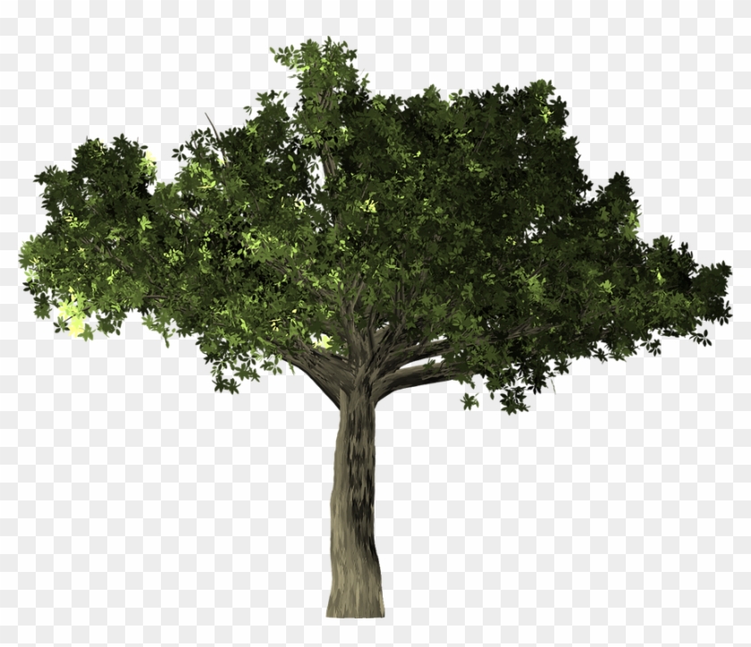 Oak Leaf Pictures 25, Buy Clip Art - Arbol Laurel Png #1016972