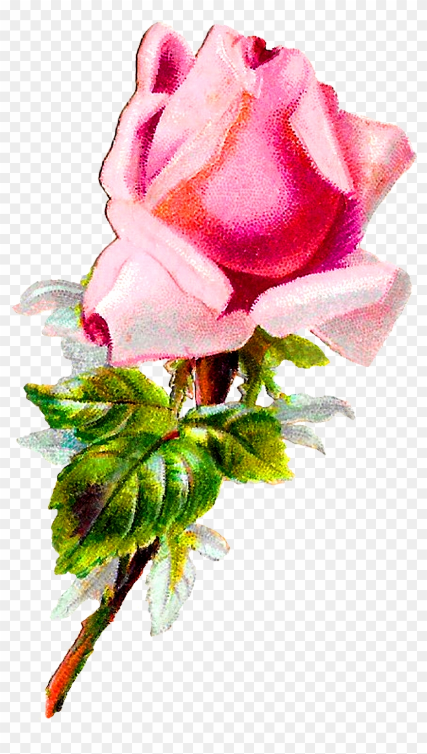Rose Flower Floral Shabby Chic Image Digital Clipart - Rose #1017112