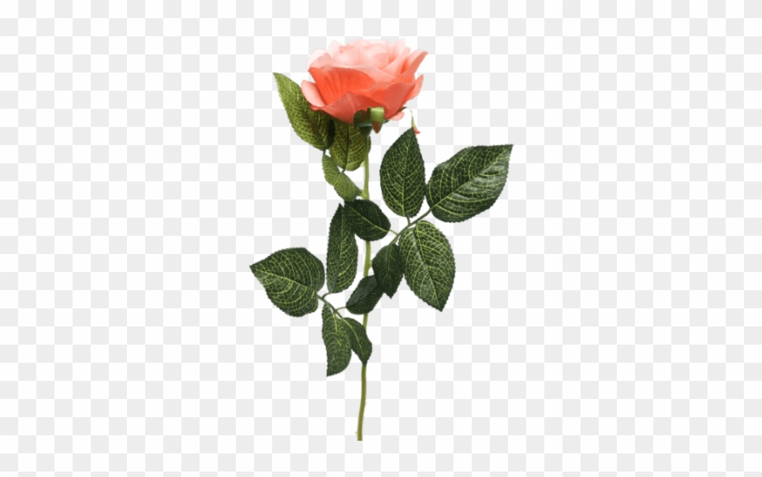 Single Rose Stem Orange - Single Rose Flower Png #1017197