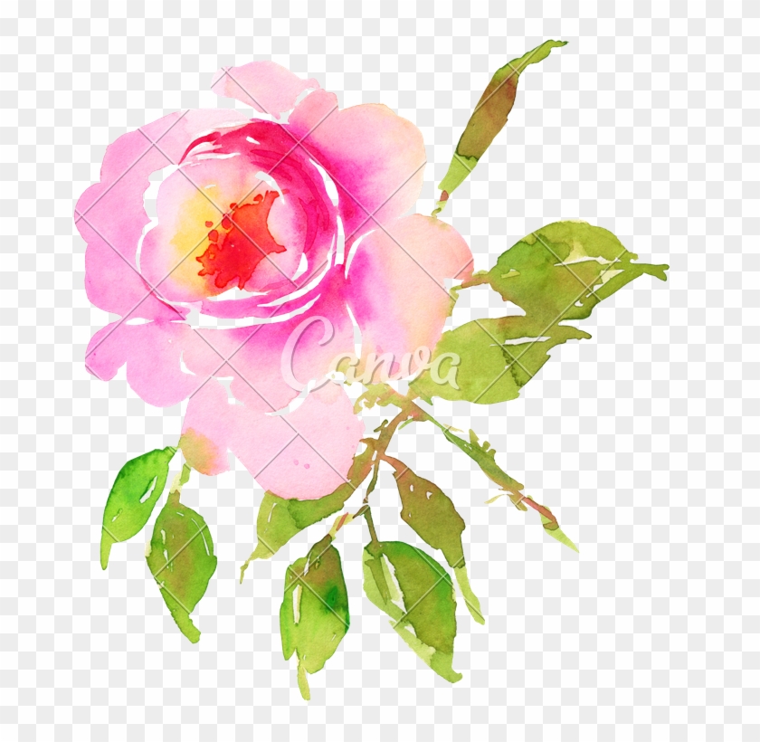 Watercolor Flower Rose Illustration - Illustration #1017200