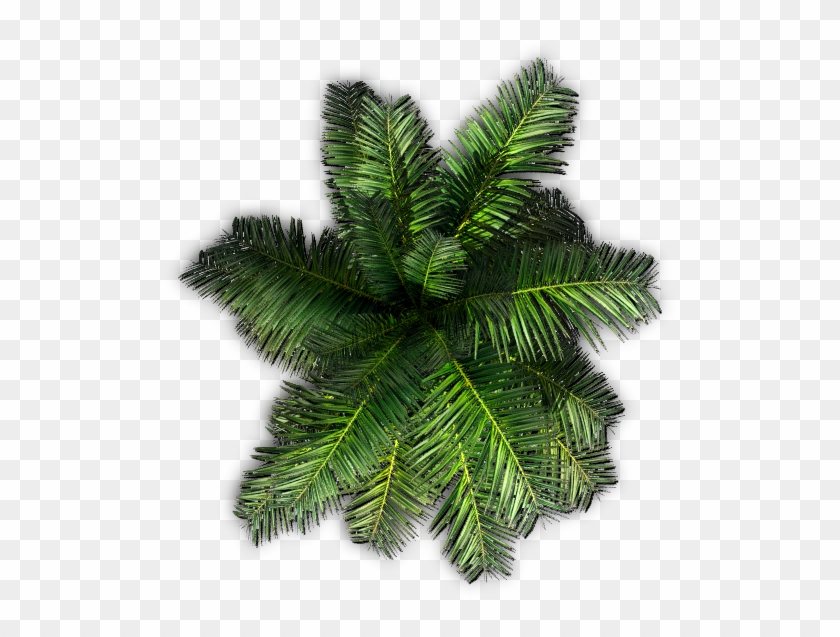 Palm Tree Top View Png With Plants Top View Png - Palm Tree Top View Png #1017211