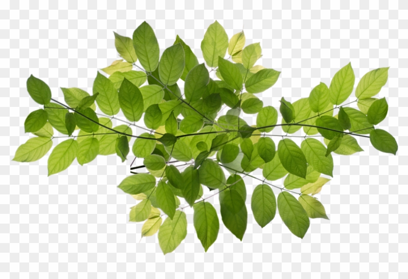 Nyc Million Tree Program - Ilex Decidua #1017306