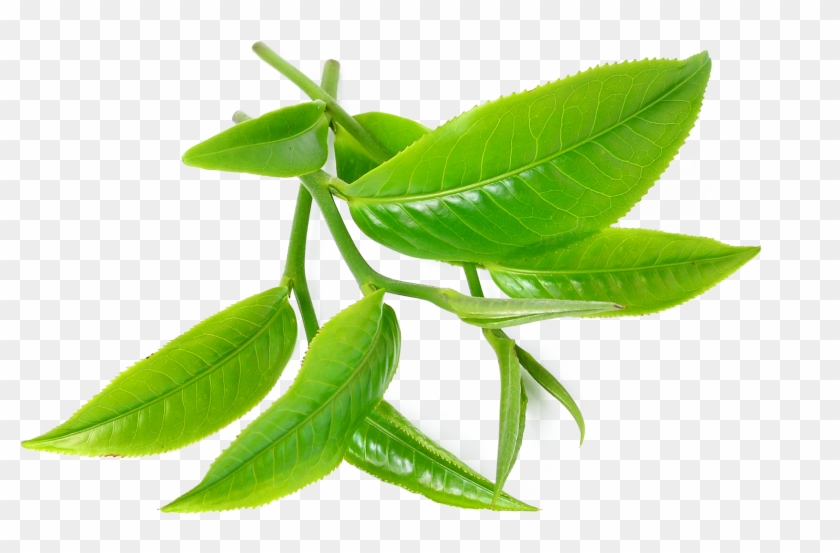 Green Tea Tea Tree Oil Camellia Sinensis - Treat Sti At Home #1017316