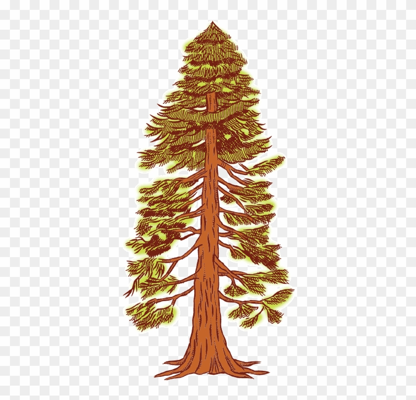 Redwood - Pond Pine #1017328