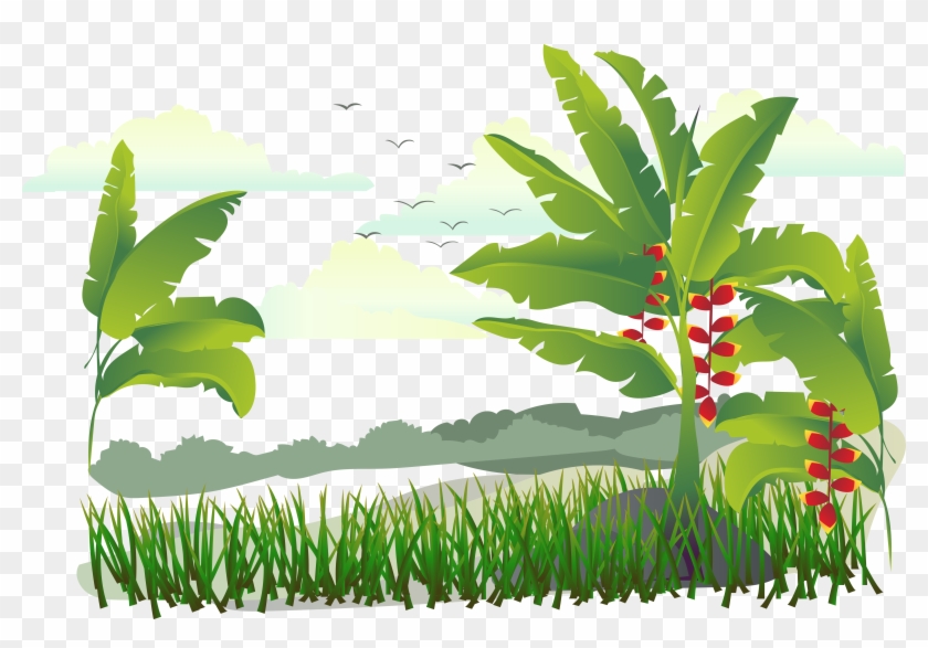 Island Tree Vector - Banana Tree Png #1017343