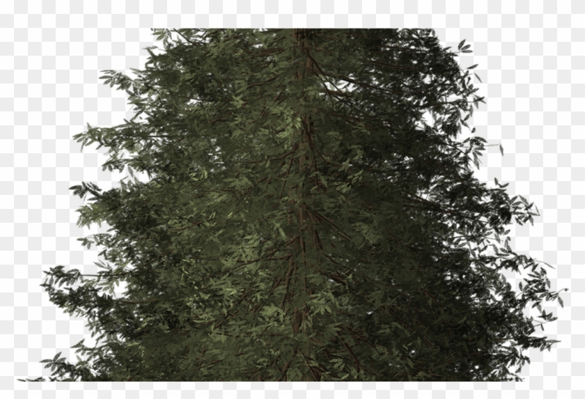 Redwood Tree Redwood Tree Nature Transparent Image - Cropped Tree #1017346