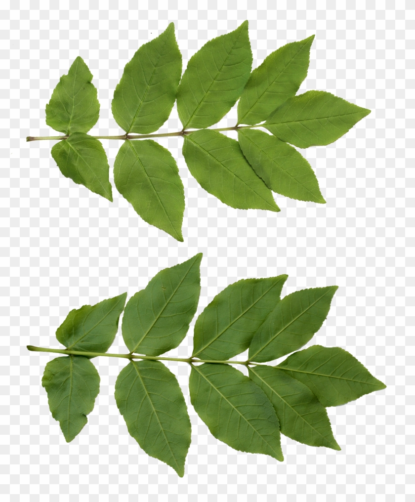 Leaf Neem Tree - Leaf Png #1017348