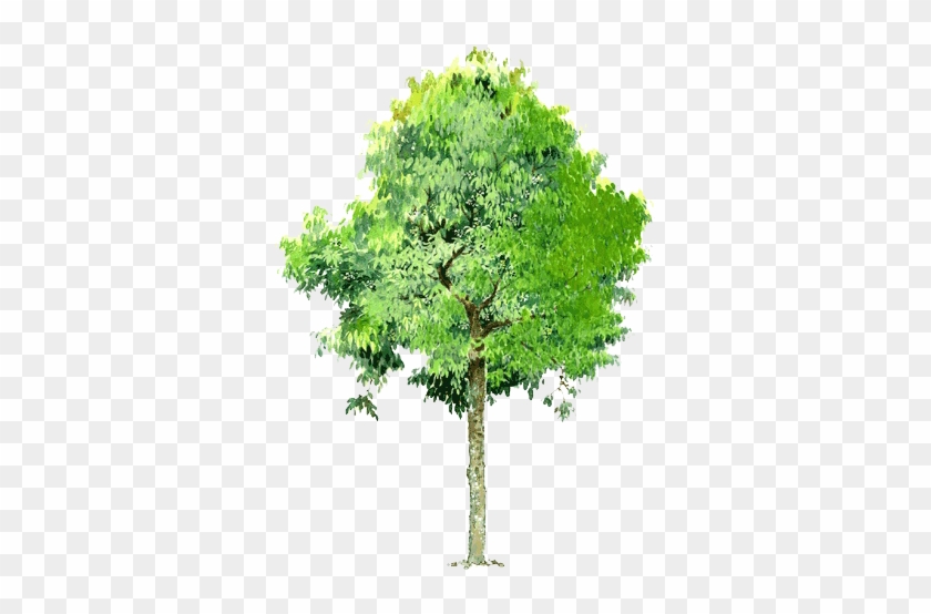 Trees Background Trees Transparent Element - Free Image Of Tree #1017353