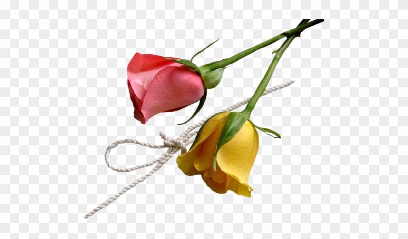 Img] - Poema De Bom Dia - Free Transparent PNG Clipart Images Download
