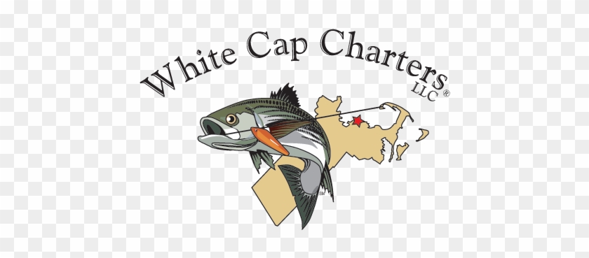Fishing Charters And Whale Watch Tours In Cape Cod - Scituate #1018084