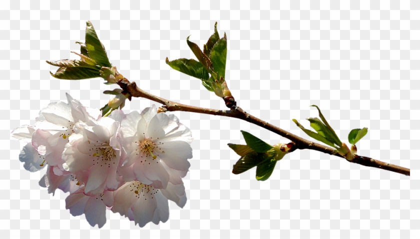 Prunus, Branch, Png, Graphics, Clipping, Plant - Flowering Cherry Branch Png #1018498