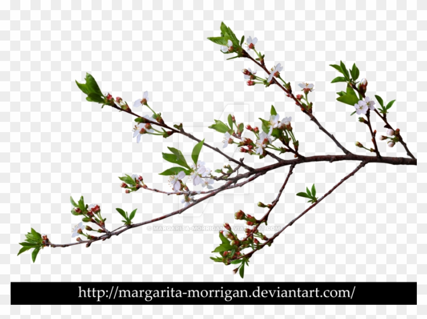 Branch With Flowers Png #1018513